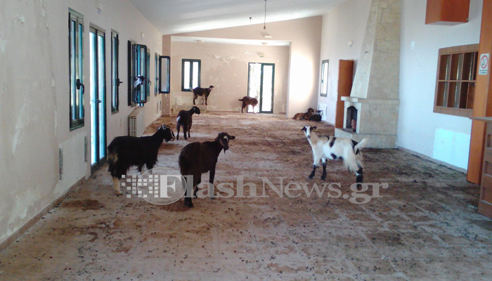 Κατσίκες σε περιουσία του Δήμου Χανίων που “αγρόν αγοράζει”
