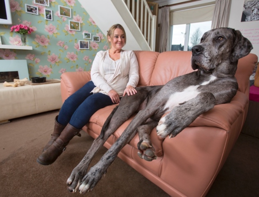 Ο μεγαλύτερος σκύλος στον κόσμο έχει ύψος 2,13 μέτρα