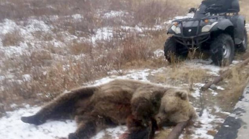 Τραγωδία: Αρκούδα κατασπάραξε 6χρονο