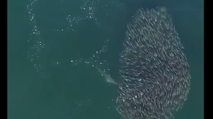 Επίθεση δελφινιών σε κοπάδι από ψάρια με θαυμαστή στρατηγική (βίντεο)