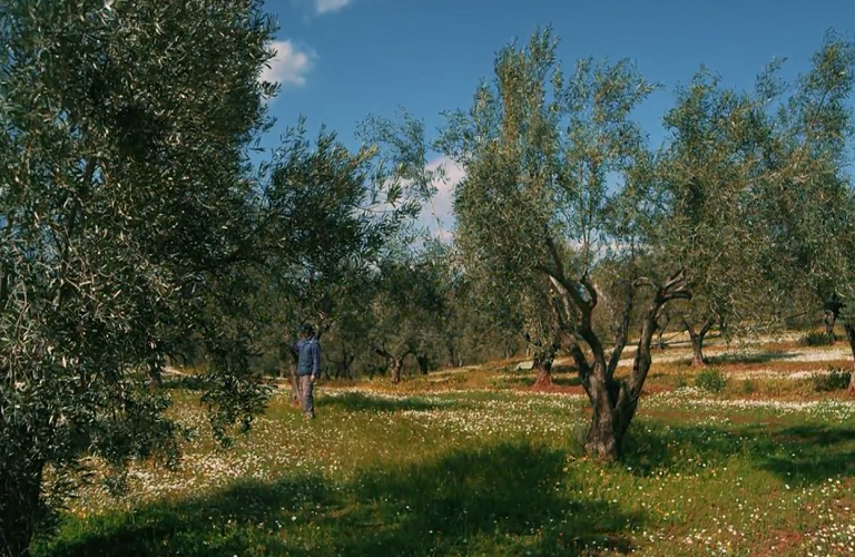 “Καμμένα” ελαιόδεντρα στην Κρήτη λόγω προσβολής τους από έντομο