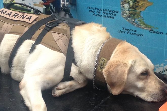 Φρίντα, ο σκύλος που έχει σώσει 52 ζωές στο Μεξικό