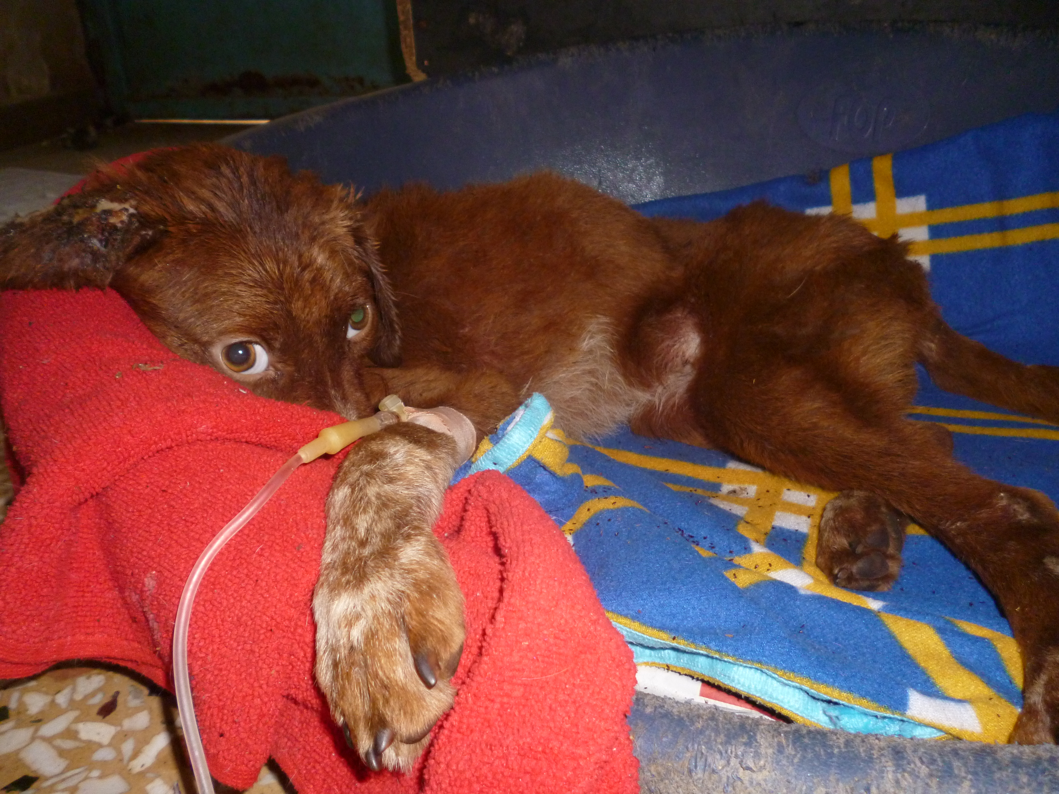 Χανιά: Βαριές καμπάνες για κακοποίηση ζώων!