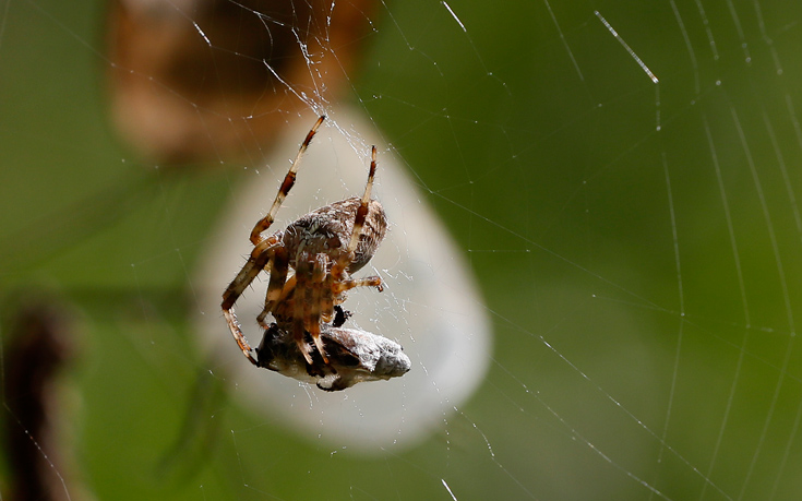 Κάπου 150 εκατ. αράχνες αναμένεται να κατακλύσουν τα σπίτια της Βρετανίας