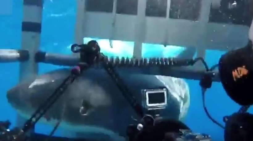 Δύτες είδαν από κοντά τα «σαγόνια του καρχαρία» (βίντεο)