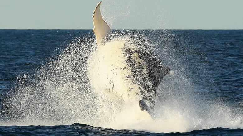 Η ζωή μέσα στο νερό για τις φάλαινες δεν διαφέρει πολύ από τη δική μας
