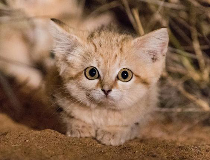 Η πρώτη επαφή επιστημόνων με την «γάτα της ερήμου» μετά από τέσσερα χρόνια