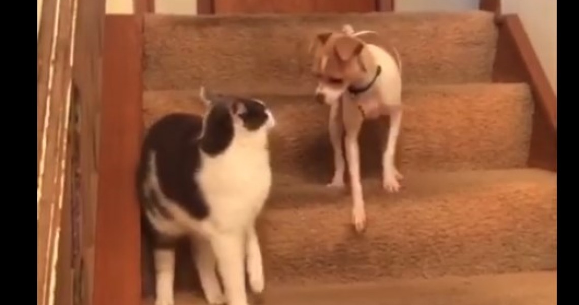 Γάτα δίνει… χαστούκι σε σκύλο και τον τρελαίνει!