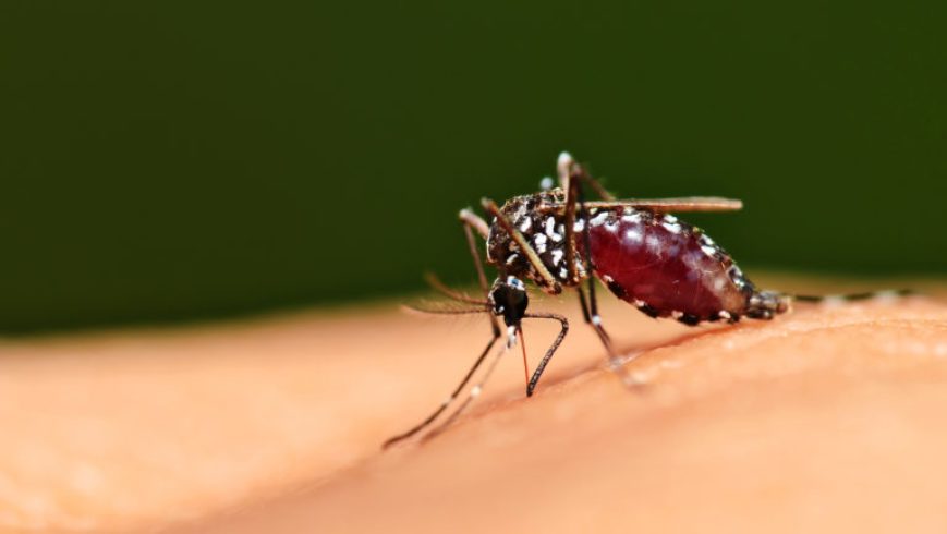 Εφαρμογή προειδοποιεί για την παρουσία… κουνουπιών