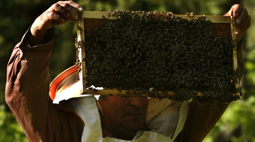 Τρία στα 4 μέλια περιέχουν παρασιτοκτόνα, αν και σε «ασφαλείς ποσότητες