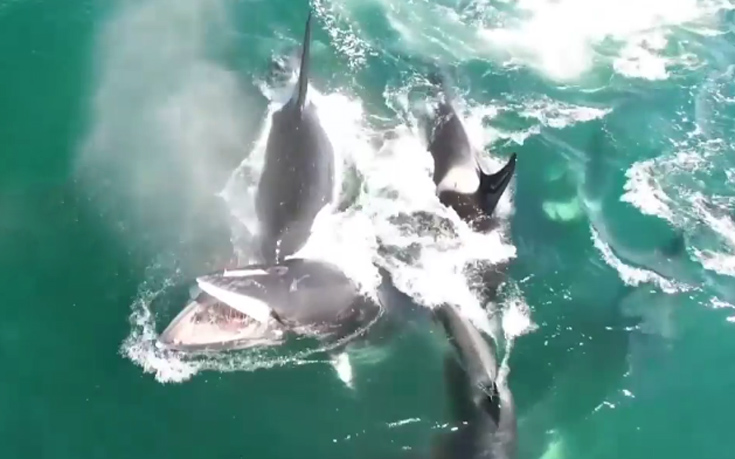 Σπάνιο βίντεο με όρκες να κυνηγούν και να καταβροχθίζουν μοναχική φάλαινα