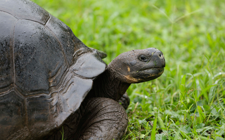 Η αρσενική χελώνα που ταξίδεψε… 10 χιλιόμετρα για τα μάτια του θηλυκού