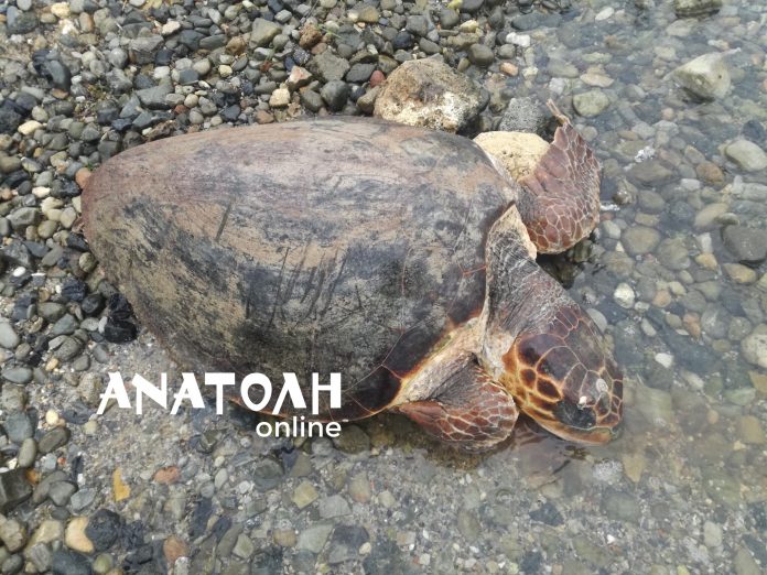 Πάλι νεκρή χελώνα ξέβρασε ο κόλπος της Ελούντας