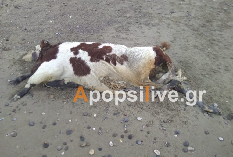 Nεκρή αγελάδα ξεβράστηκε σε παραλία της Κρήτης (φωτο)