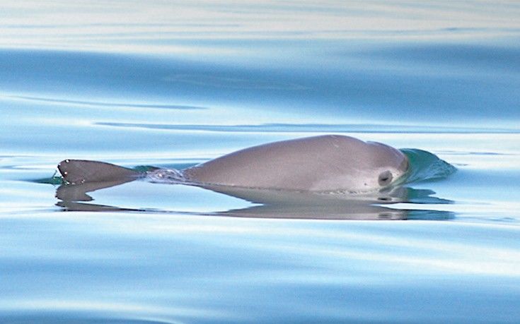 Η επιχείρηση σωτηρίας σκότωσε σπάνιο δελφίνι στο Μεξικό