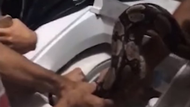 Οικογένεια βρήκε τεράστιο φίδι μέσα στο πλυντήριο! (βίντεο)