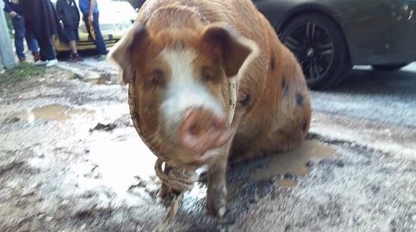 Απίστευτο: Ένα… γουρούνι «έκοβε βόλτες» στην Πολιτεία