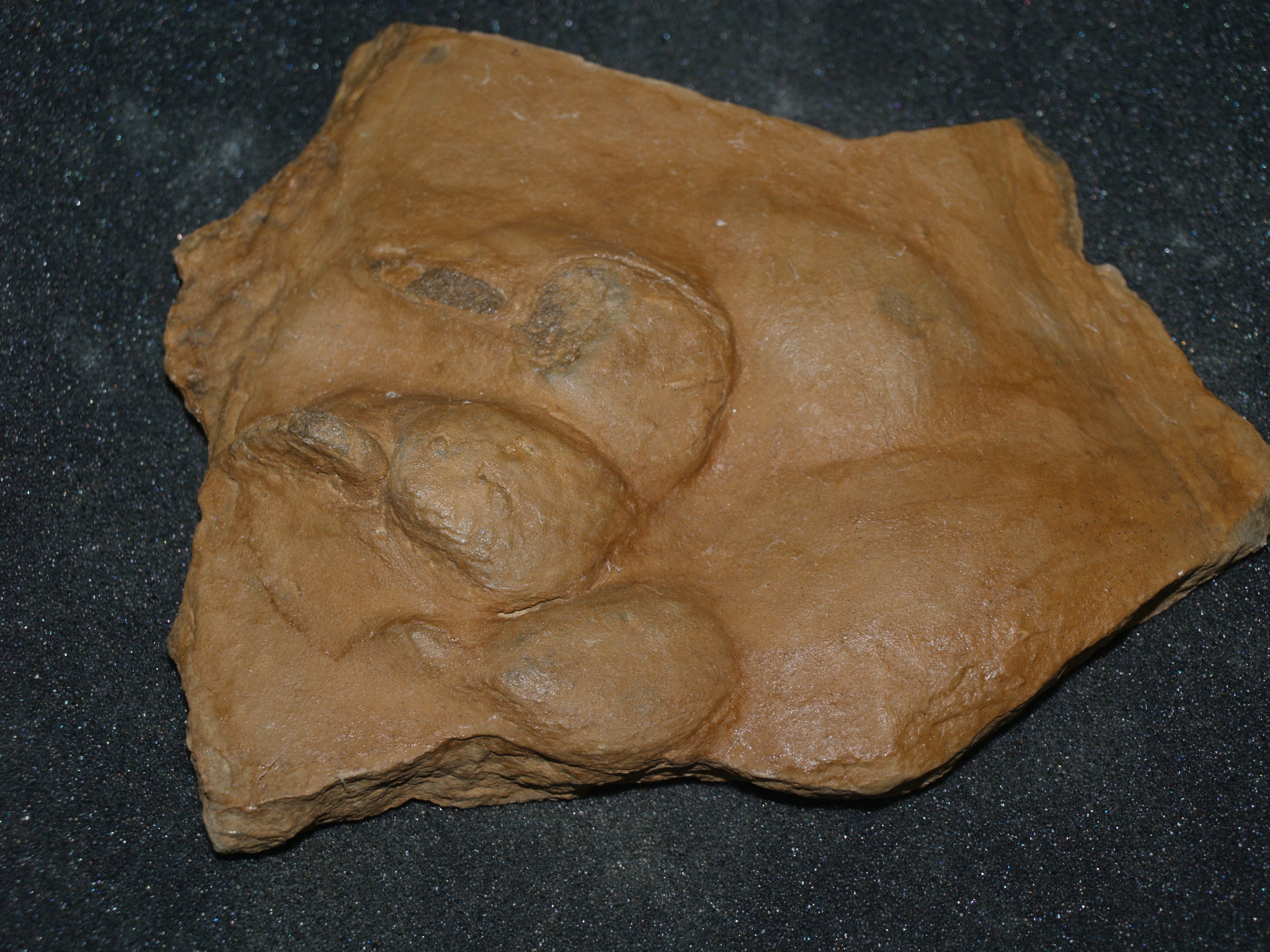 «Απολιθωμένα ίχνη στην Κρήτη» στο Μουσείο Φυσικής Ιστορίας