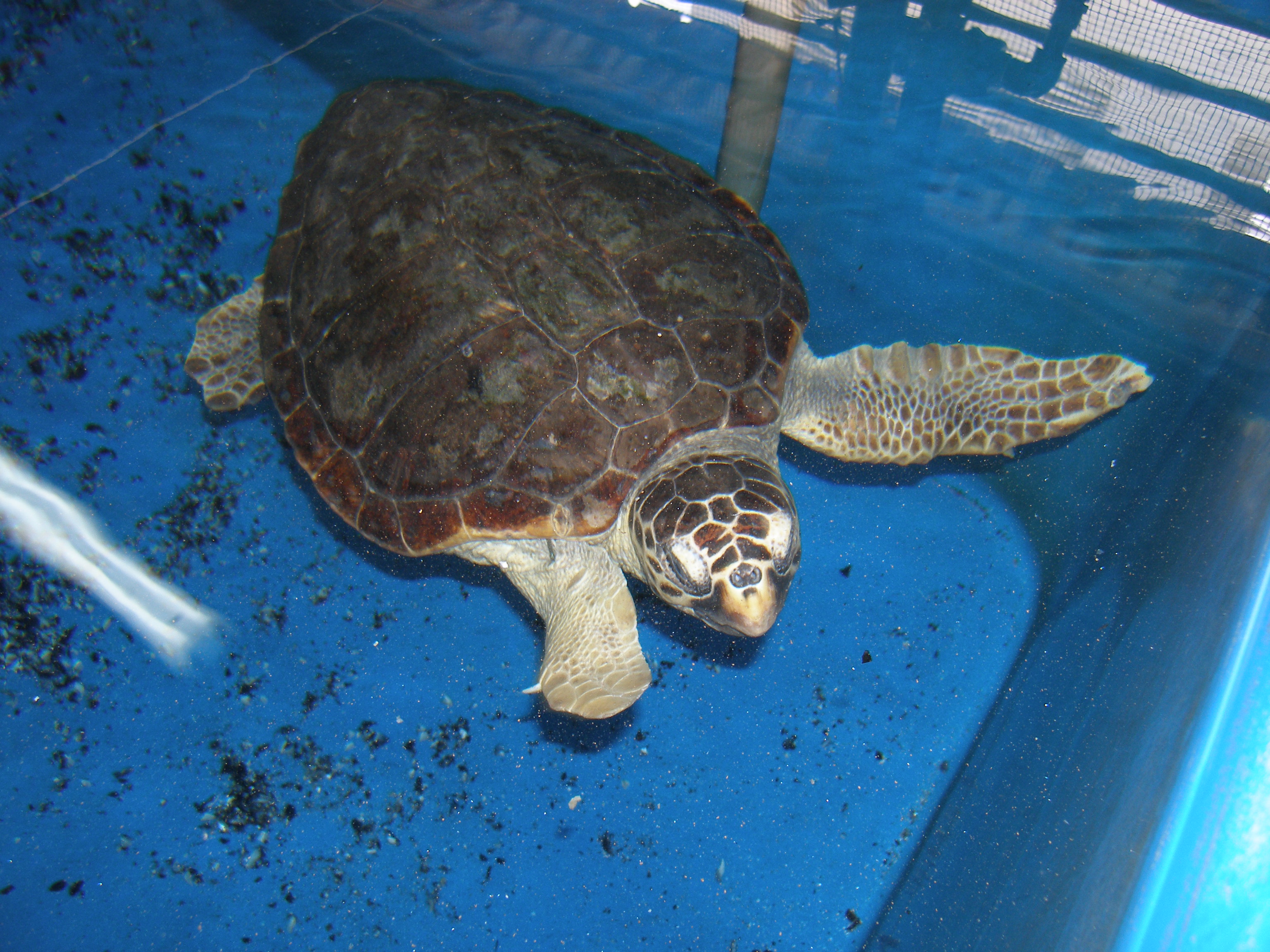 Άλλη μια απελευθέρωση χελώνας από το Ενυδρείο Κρήτης