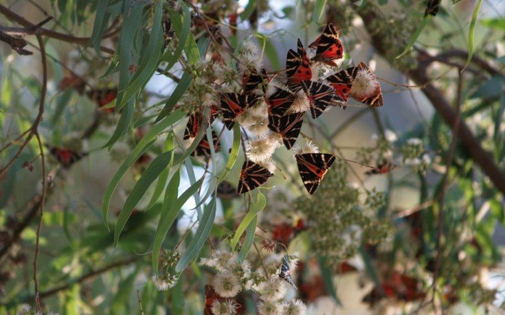 Νέο είδος εντόμου ανακαλύφθηκε στην Κοιλάδα των Πεταλούδων στη Ρόδο