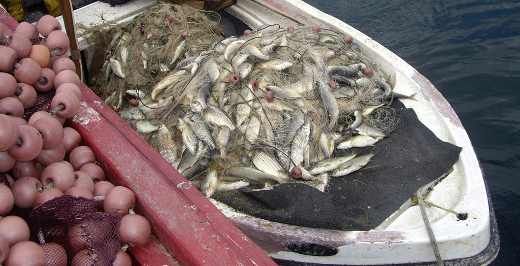 Δωρεάν διανομή ψαριών σε πολύτεκνους του Νομού Χανίων