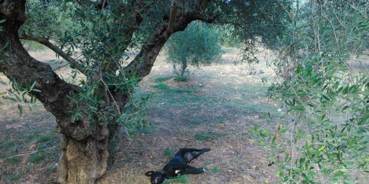 Φρίκη στο Ηράκλειο: Κρέμασαν σκυλί από δέντρο (φωτο)