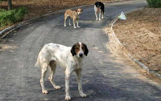 Πρόστιμο σε μοναδική κάτοικο χωριού της Χίου γιατί τα σκυλιά δεν είχαν τσιπ