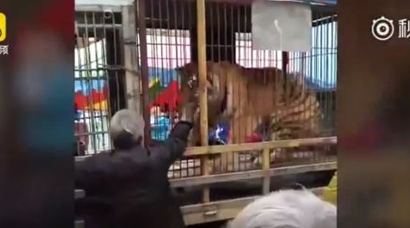 Σοκαριστικό βίντεο: Τίγρης δαγκώνει το χέρι ηλικιωμένου που την ταΐζει