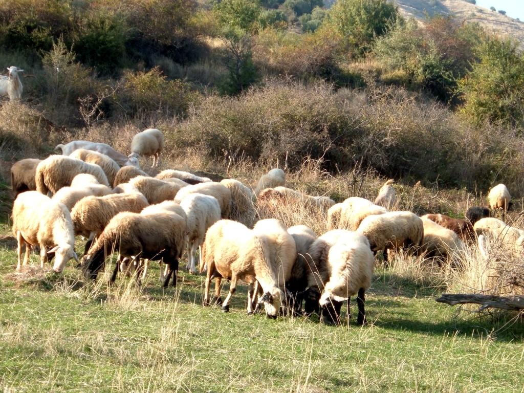 Σύλληψη στην Κίσαμο για ανεπιτήρητα πρόβατα και αγροζημιές