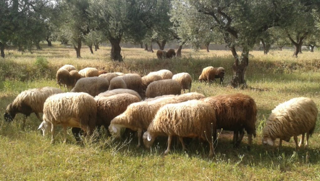 Αποζημιώσεις του ΕΛΓΑ σε δικαιούχους κτηνοτρόφους στην Κρήτη