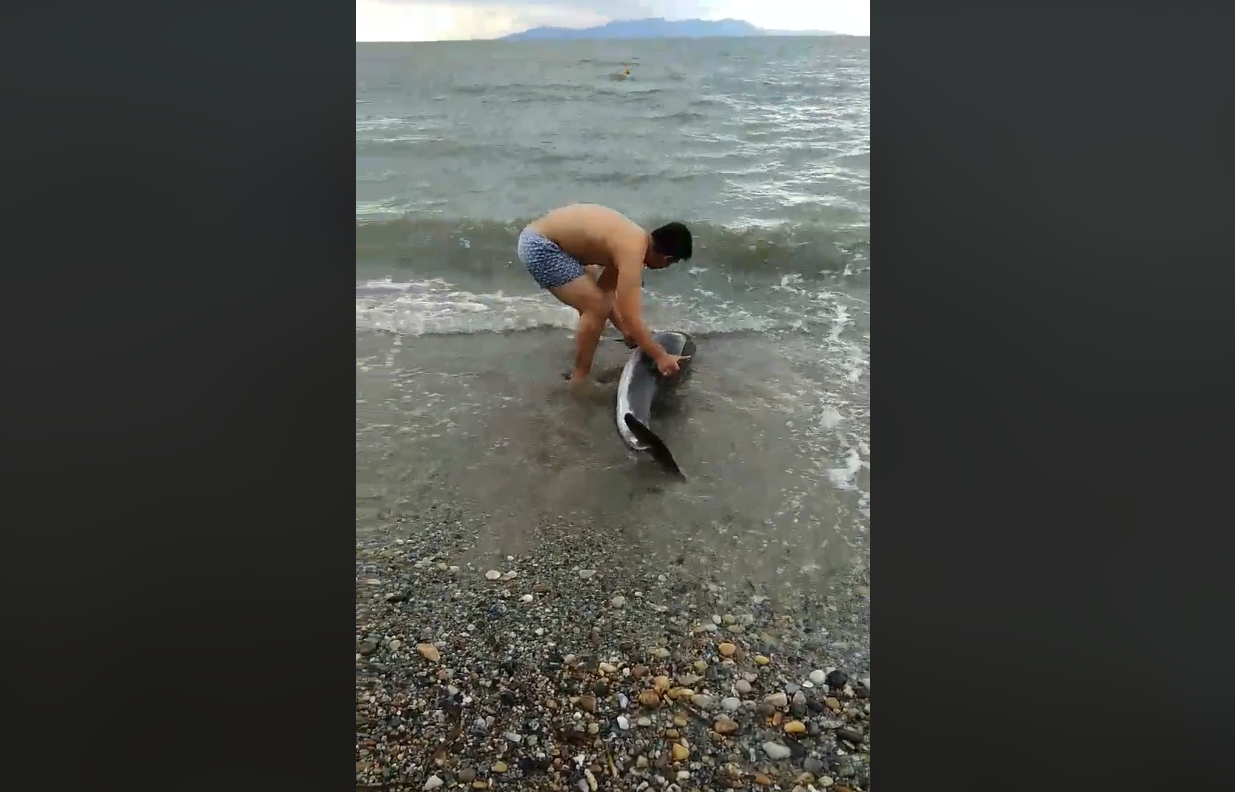 Πήρε αγκαλιά δελφίνι και βούτηξε στην παγωμένη θάλασσα να το σώσει (βίντεο)