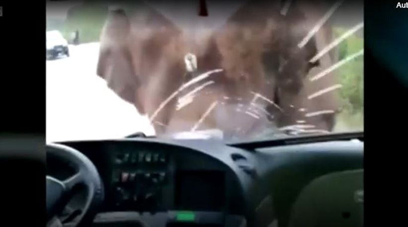 Οδηγός λεωφορείου καταγράφει την επίθεση που δέχθηκε από ελέφαντα
