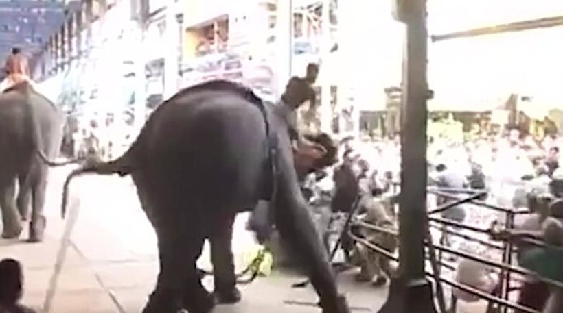 Ελέφαντας σε αμόκ σκότωσε έναν και τραυμάτισε 12 πιστούς στην Ινδία