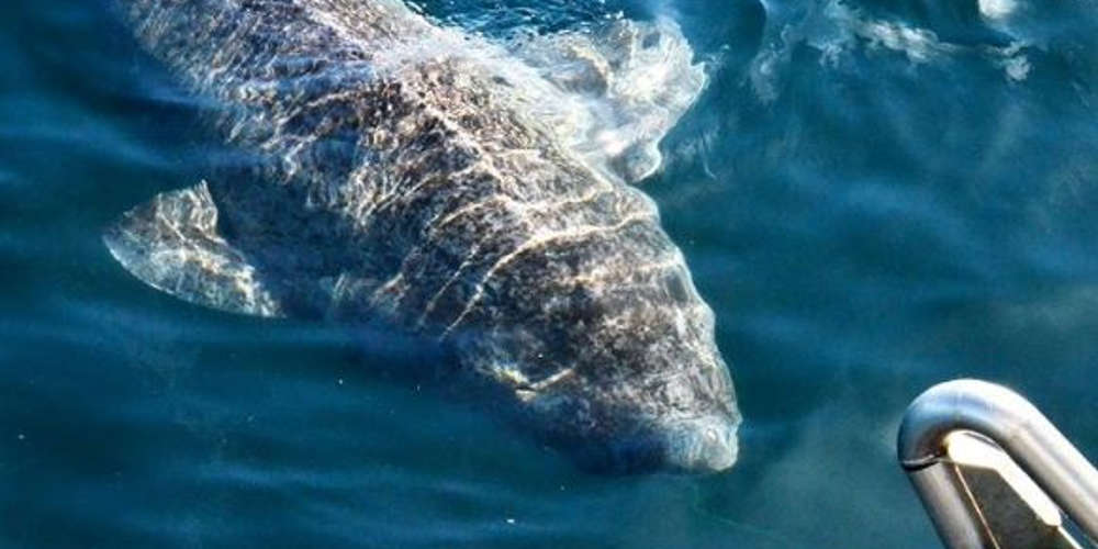Ψάρεψαν το γηραιότερο πλάσμα της Γης – Εναν καρχαρία 512 ετών(βίντεο)