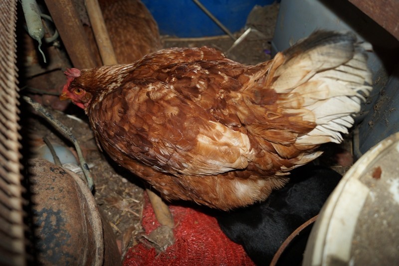 Κρήτη: Κότα υιοθετεί και φροντίζει τρία κουταβάκια