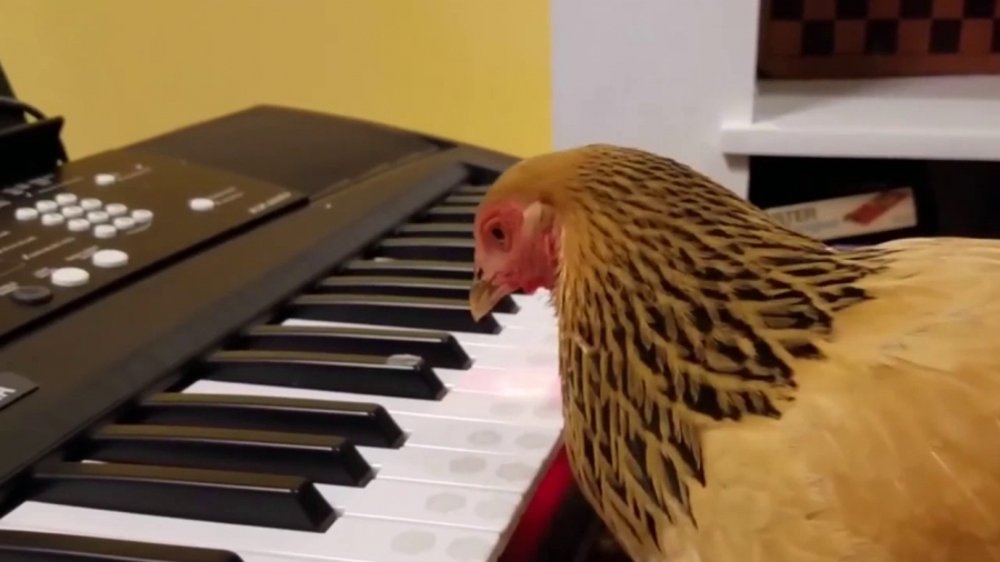 Μια κότα που παίζει… κλασική μουσική!