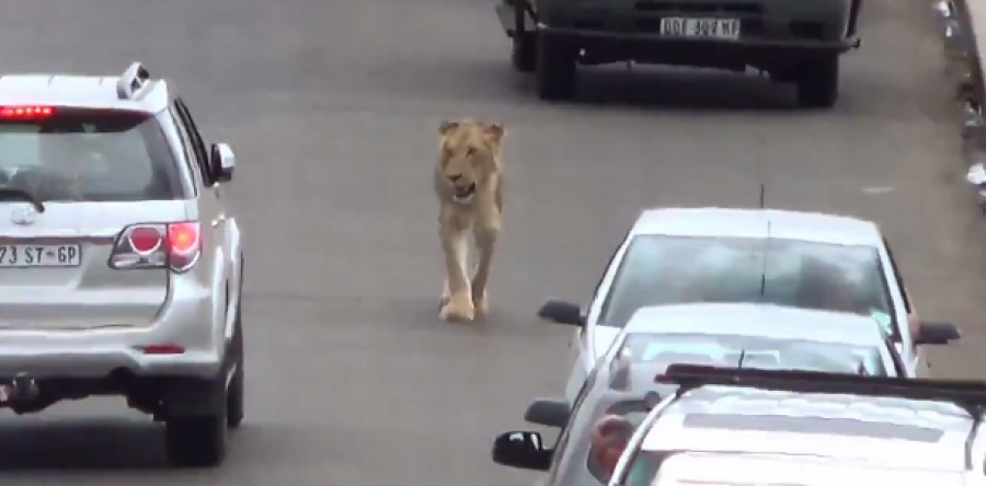 Όταν ένα λιοντάρι μπορεί να προκαλέσει… μποτιλιάρισμα (βίντεο)