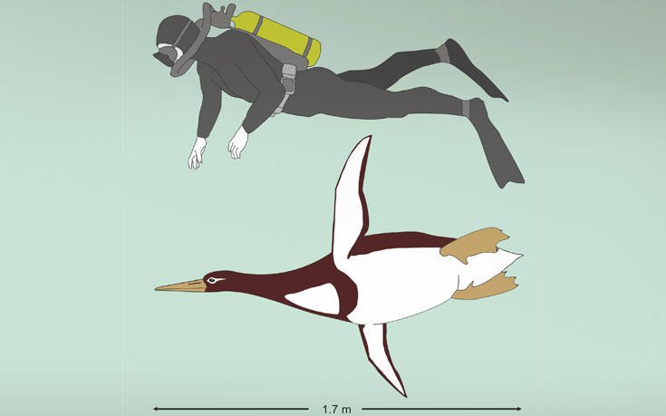 Γιγάντιος πιγκουίνος με ύψος ανθρώπου ζούσε πριν από 60 εκατ. χρόνια