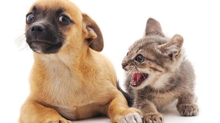 Έρευνα: Οι σκύλοι έχουν διπλάσιους εγκεφαλικούς νευρώνες από τις γάτες