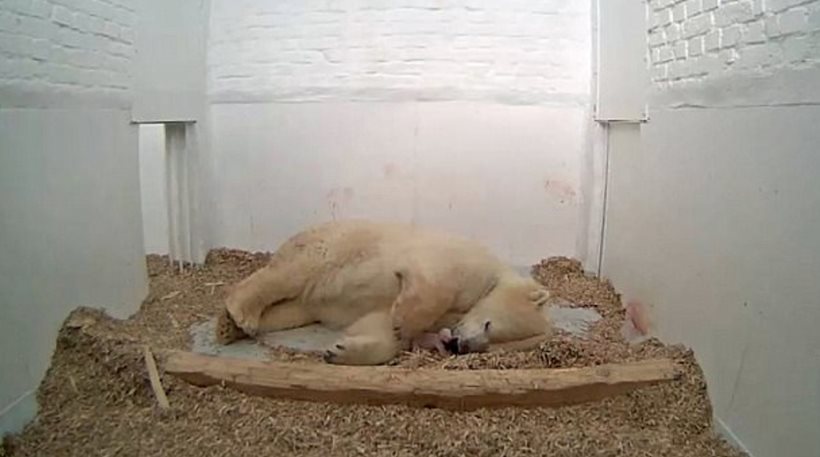 Πέθανε 26 ημέρες μετά το γέννησή του το πολικό αρκουδάκι στο Βερολίνο
