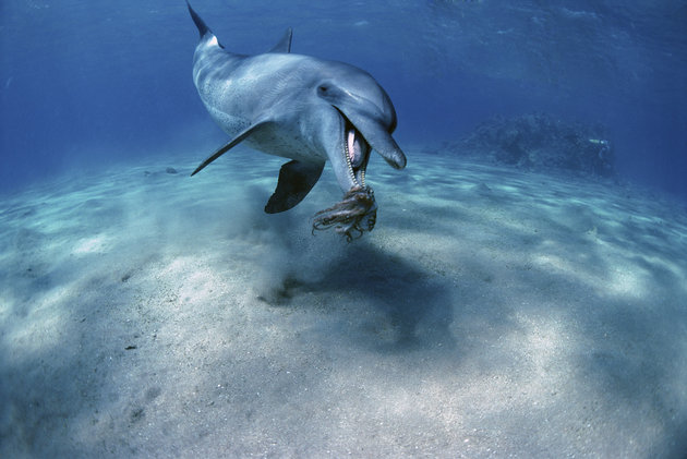 Χταπόδι έπνιξε δελφίνι που το έτρωγε- Γιατί ανησυχούν οι επιστήμονες