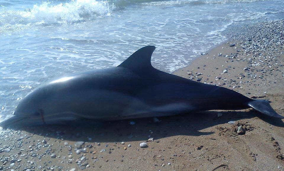 Περίπου 100 δελφίνια εντοπίστηκαν νεκρά στα ανοιχτά της Μοζαμβίκης