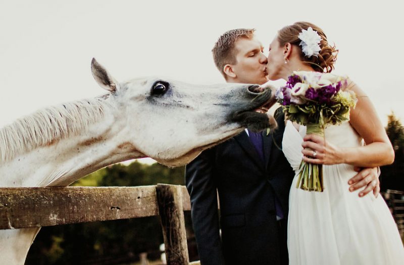 Ζώα που… πρωταγωνιστούν σε φωτογραφίες γάμου