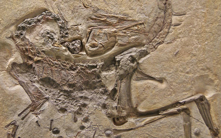 Προϊστορικό σνακ δεινόσαυρου χαρακτηρίζεται τεράστια ανακάλυψη