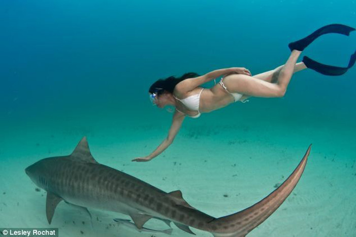Γιατί είναι ασφαλέστερο το κολύμπι με καρχαρίες και όχι κροκόδειλους