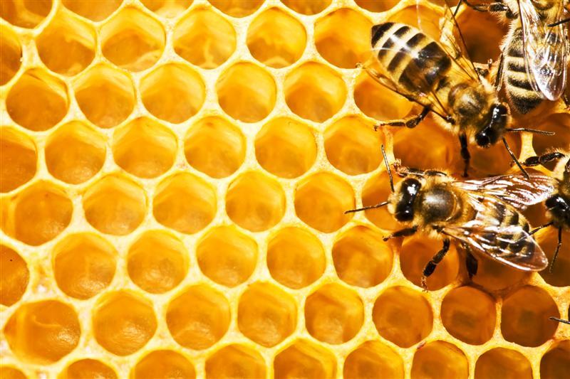 Χανιά: Να αγοράζουν άφοβα κρητικό μέλι οι καταναλωτές
