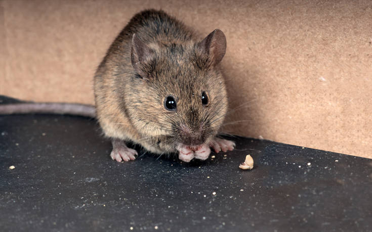 Ποντίκια έκαναν… επίσκεψη σε κτίριο του ΑΠΘ