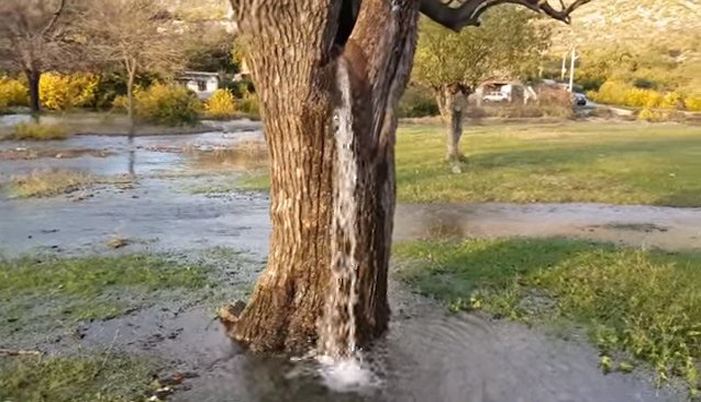 Ένα δέντρο που… αναβλύζει νερό!