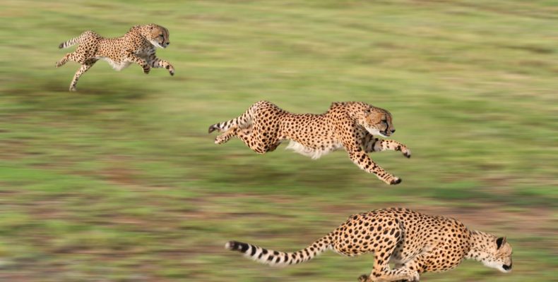 Τα πιο γρήγορα ζώα στη γη