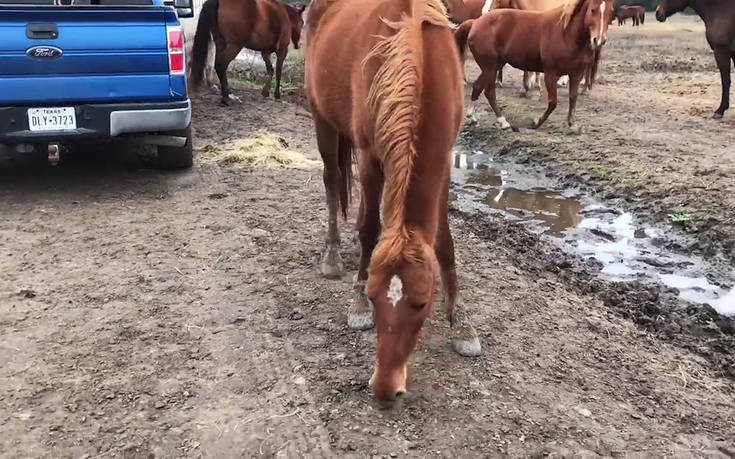 Το άλογο που γεννήθηκε χωρίς αυτιά